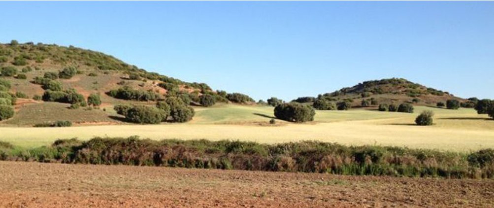 Holm oaks scattered across low hills at El Crespo, above a stubble field and ploughed red earth