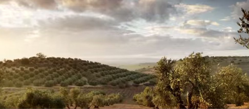 Olive groves covering rolling hills at El Crespo under a broken sky in low morning light