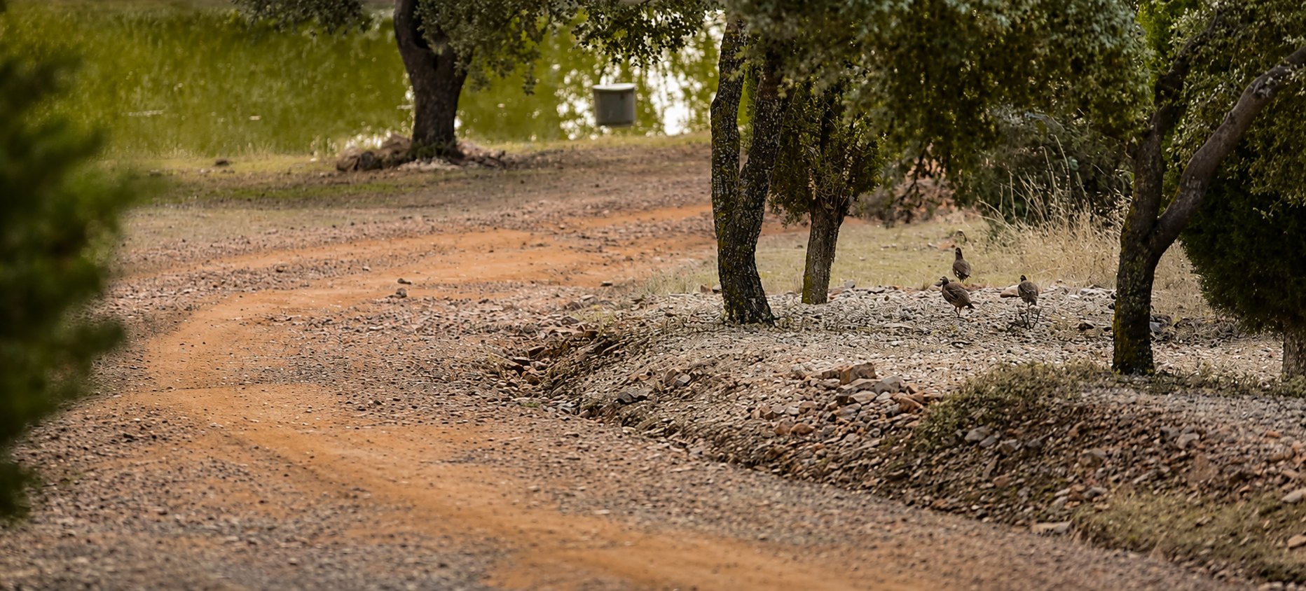 Three partridge on the stony verge of a gravel track at El Despenadero, beneath holm oaks