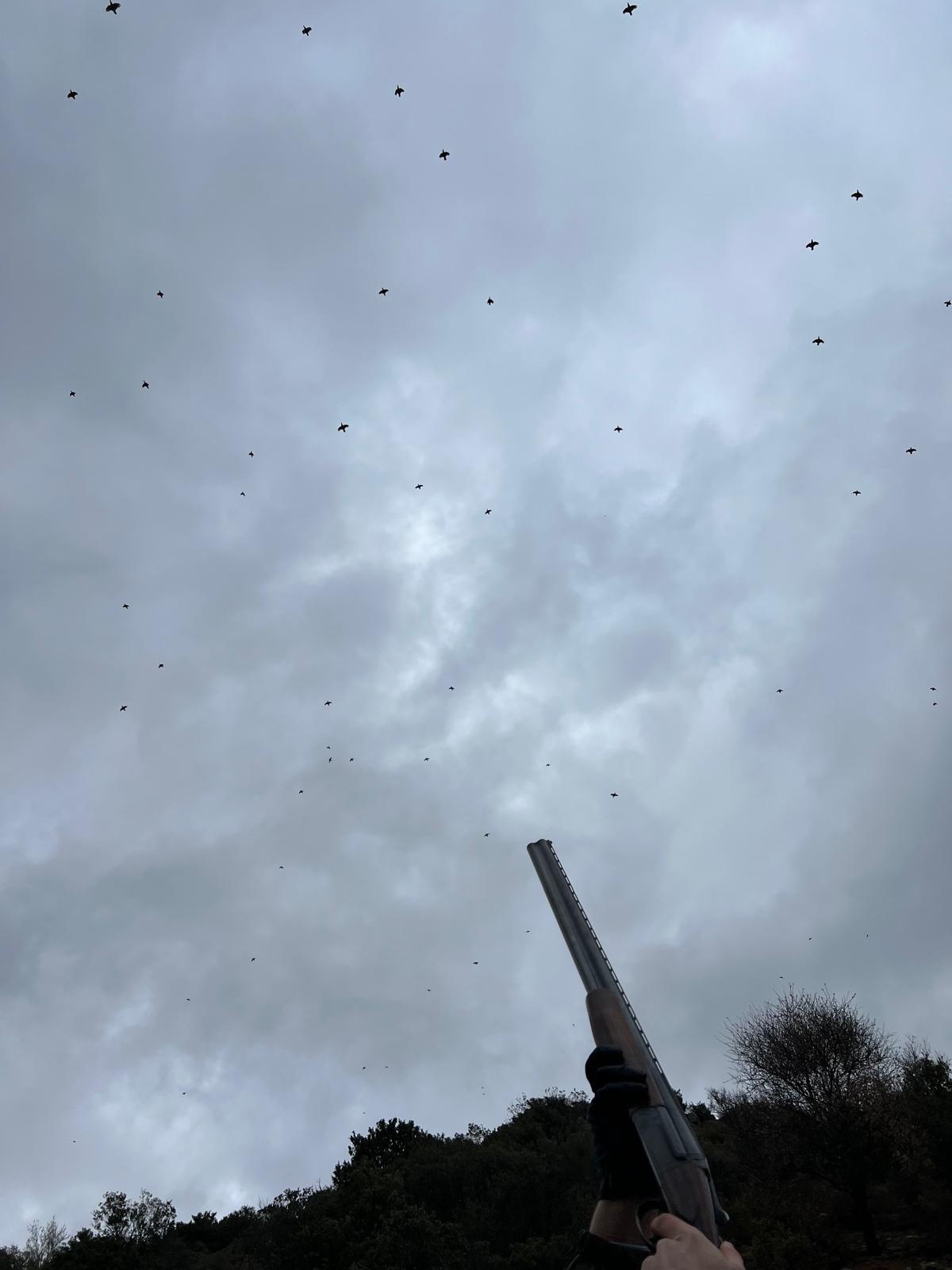A covey of red-legged partridges streaming high over the guns against a grey sky at La Cuesta