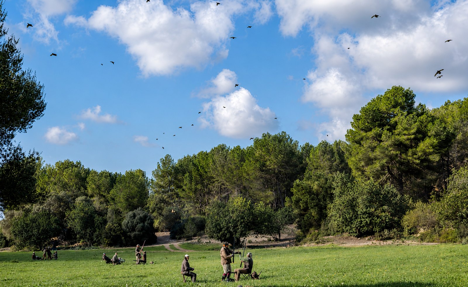 Guns seated at their pegs in a green meadow at Las Barracas, birds over the pine woodland beyond
