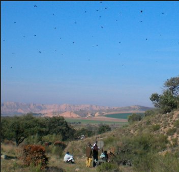 Birds in flight above a scrub hillside at Ventosilla, guns at their pegs and pale escarpment cliffs beyond